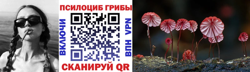 Псилоцибиновые грибы Psilocybine cubensis  Новоалександровск 
